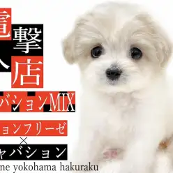 【 MIX 】幻のミックス犬がやってきた！その可愛さはぬいぐるみ以上！？