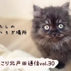 【 ほっこり北戸田通信Vol.30 】くつろぎミヌエットちゃん