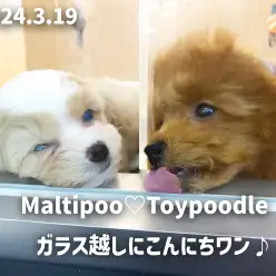 【 マルプーちゃんとトイプーちゃんの成長ログ 】一緒にあーそーぼー！！