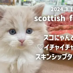 【 スコティッシュフォールド成長ログ 】スコにゃんとスキンシップタイム！