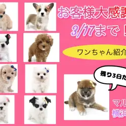 【 お客様大感謝祭 】3/17まで残り3日！鶴見店ワンちゃん紹介！