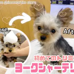 【 ヨークシャーテリア 】小さめレディーに成長中！初めてのトリミング＆体重測定！