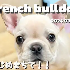 【 フレブル成長ログ 】あたちの可愛いところをいっぱい見てっ！！