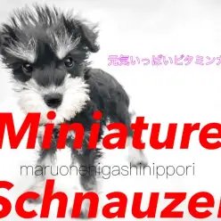 【 ミニチュアシュナウザー 】美しい正方形のシルエットと自慢の"シュナウツ”