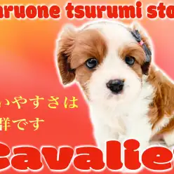 【 キャバリア 】飼いやすさ抜群で人気のブレンハイムカラーの男の子！！