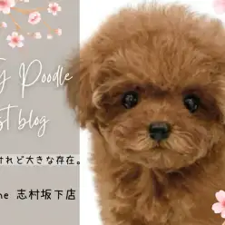 【 トイプードル 】小さめプードルちゃんが登場！プレミアムに選ばれた魅力をご紹介