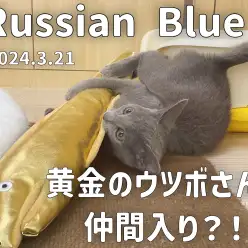 【 ロシアンブルー成長アルバム 】新しい仲間のウツボさんと遊ぼう！