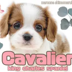 【 キャバリア 】人懐っこさはピカイチ！温もりあるブレンハイムが可愛い女の子！