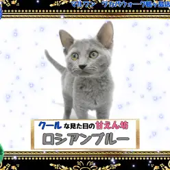 【 ロシアンブルー 】 クールな見た目の甘えん坊ロシアンちゃん