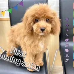 【 トイ・プードル 】昨日のプーちゃん！トリミングサロンデビュー！