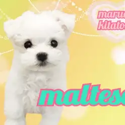 【 マルチーズ 】一言で表すと天真爛漫！ベビーフェイスの小さな天使マルチーズ！
