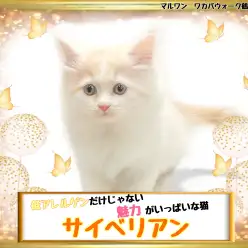 【 サイベリアン 】低アレルゲンだけじゃない！魅力がいっぱいなサイベちゃん