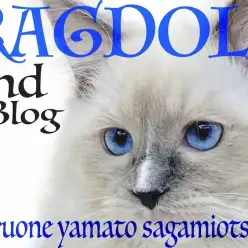 【 ラグドール 】美形！そして癒し系の青い瞳を持つぬいぐるみ猫の2nd記事！