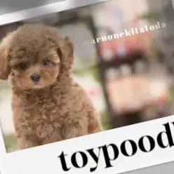 【 トイプードル 】愛らしさMax！ビビットなレッドカラーに包まれた美男子