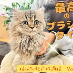 【 ほっこり北戸田通信Vol.5 】ブラシタイムは最高の時間！
