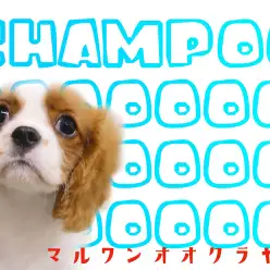 【 キャバリア 成長ログ】水も滴る良いキャバリア！シャンプーしたよ！