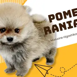【 ポメラニアン 】爆毛！マズル短め！最高に可愛いタヌキ顔ポメラニアンが登場！！