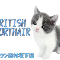 【 ブリティッシュショートヘア 】大福フェイスの美しいハチワレを持つ男の子が登場