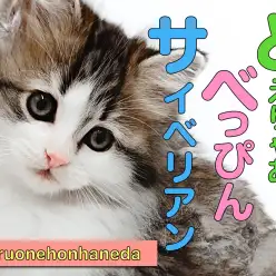 【 サイベリアン 】将来有望なロシアキャットの女王様！トリコロールサイベリアン降臨