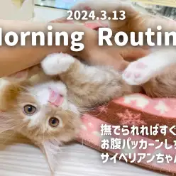 【 サイベリアン成長ログ 】濃厚スキンシップのモーニングルーティーンをご紹介！