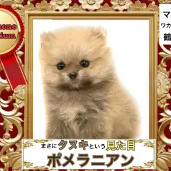 【 ポメラニアン 】100点満点の見た目！見事なたぬきポメちゃん