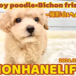 【 ビションプー成長ログ 】私ね撮影会をしたの！みんな見てねっ！！