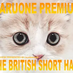 【 ブリティッシュショートヘア 】良血統のDNAを受け継いだプレミアムニャンコ!