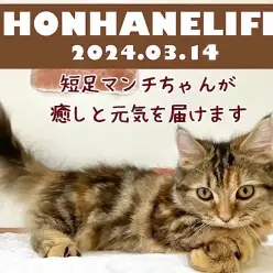 【 マンチカン成長ログ 】短足マンチちゃんが今日も癒しと元気をお届けします!