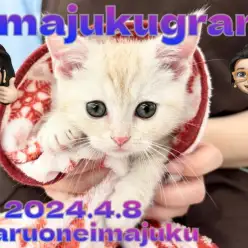 【 イマジュクグラム 】超人懐っこいクリームカラーの短足マンチカンの男の子!