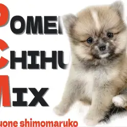 【 MIX 】ポメラニアン×チワワの最強タッグ！可愛いルックスと性格にご注目！