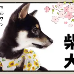 【 柴犬 】凛々しい大和撫子！スタイリッシュな黒柴ちゃん！