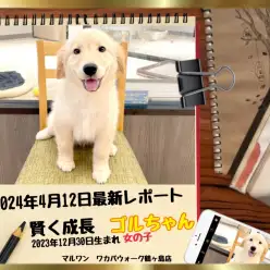 【 ゴールデンレトリバー 】ゴルちゃんの最新レポート2024年4月12日
