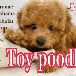 【 トイ・プードル 】完璧なルックスに美しい被毛のプレミアムレディ