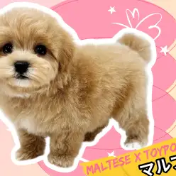 【 デビューブログ 】入店2日目!マルプーちゃんのファーストインプレッション!