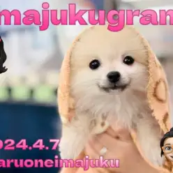 【 イマジュクグラム 】特技はへそ天！超絶甘えん坊なたぬきポメの女の子！