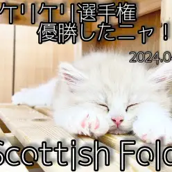 【 スコ成長ログ 】ケリケリがめちゃうまニャンコは寝顔も可愛い！