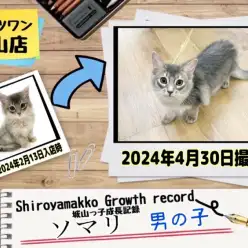 【 ソマリ 】 城山っ子成長報告！2024年4月30日