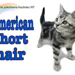【 アメリカンショートヘア 】入店39日目のアメショ君と夏を迎える前の注意点