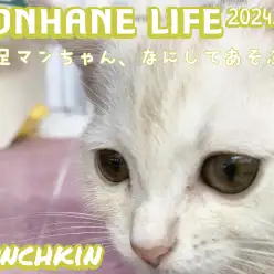 【 クリームマンチカン成長ログ 】短足マンチちゃん、何して遊ぶ?