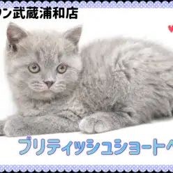 【 ブリティッシュショートヘア 】まんまるボディの甘えん坊さんが埼玉に登場！