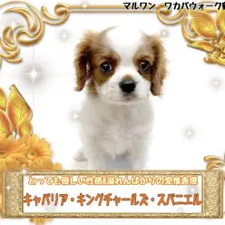 【 キャバリアキングチャールズスパニエル 】元気で明るく真っ直ぐな性格の女の子