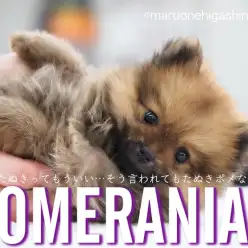 【 ポメラニアン 】たぬきポメってくどいようだけど、本当にたぬきなんです!