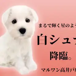 【 ミニチュアシュナウザー 】希少カラー！！なかなか出会えない白シュナの女の子！