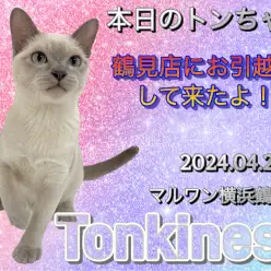 【 トンキニーズ 】本日のトンちゃん!鶴見店にお引越ししてきたよ!