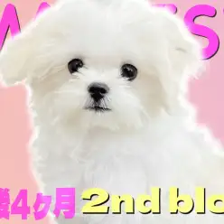 【 マルチーズ 】体重1kg前半の小さめサイズ！手入れ中にウトウト寝ちゃう癒し系