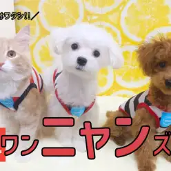 【 ワンニャンズ 】おそろコーデも着こなしちゃう主役は・・・サイちゃん！！