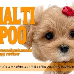 【 マルプー 】究極のアプリコットが美しい!生後77日のマルプーちゃんをレビュー!