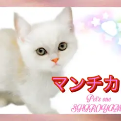 【 マンチカン 】 短足・胴長BODY猫代表！マンチカンの女の子
