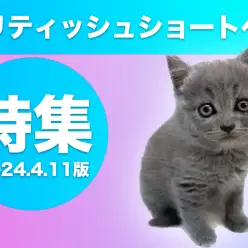 【 ブリティッシュショートヘア 】4/11現在在店中の丸顔癒し系にゃんこ！