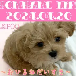 【 マルプー成長ログ 】アプリコット姫様のお昼寝まえの悶絶タイム!